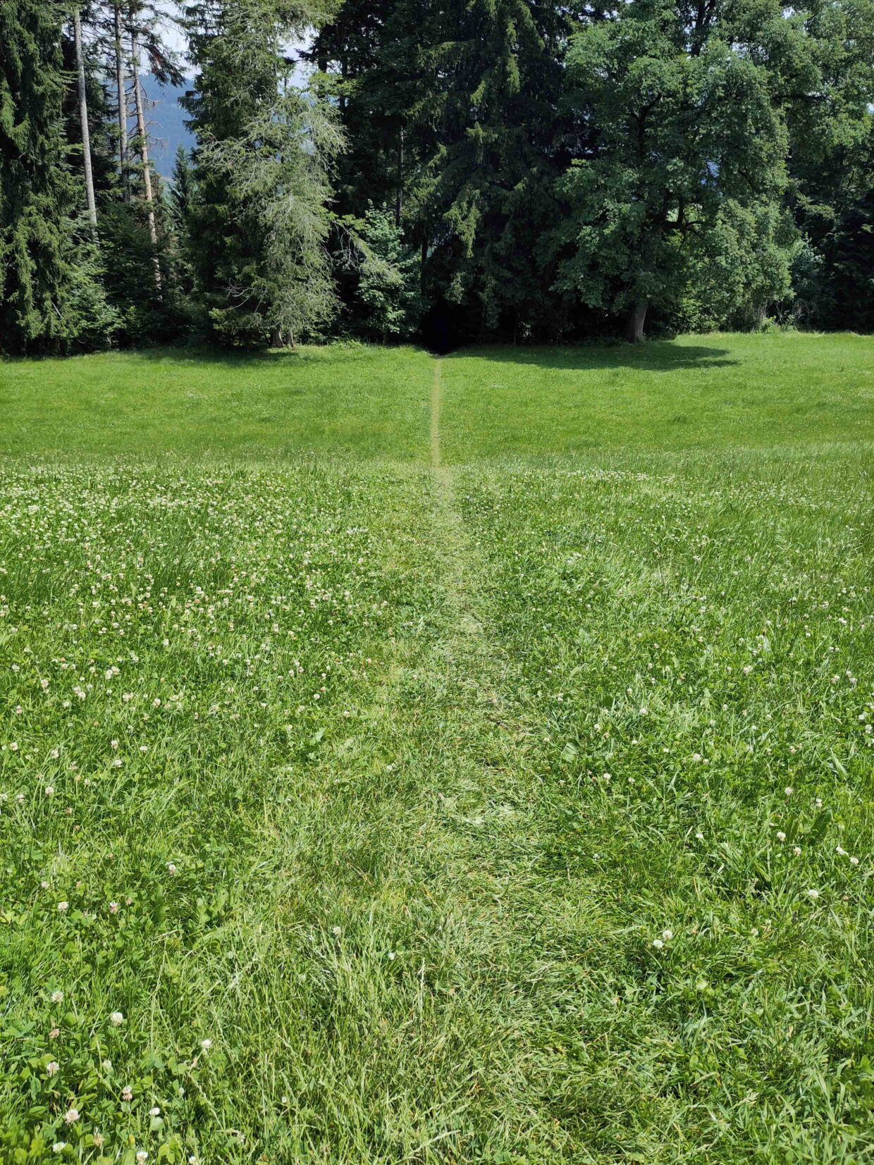 trampelpfadweb.jpg Trampelpfad, Wanderweg über Wiese